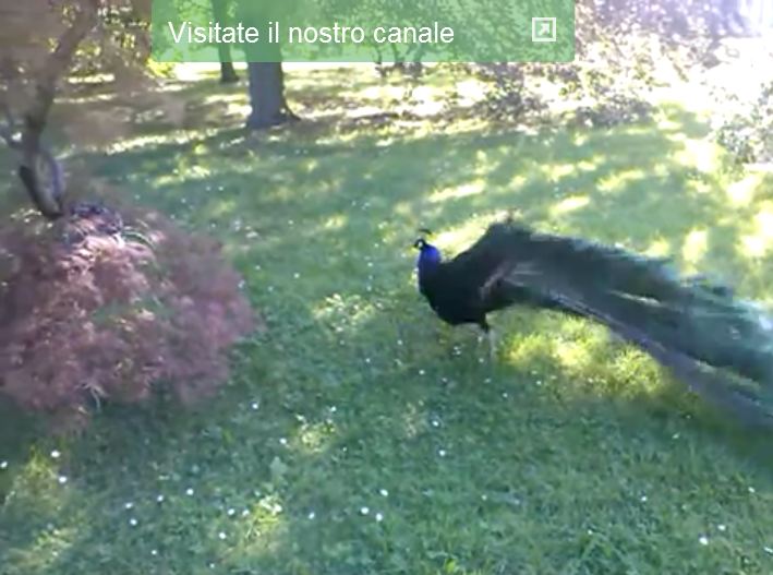 LG L7 video ripresa
