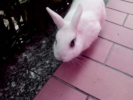 Foto con Alcatel One Touch D997D Ultra