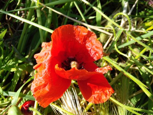 Foto LG Optimus G Pro