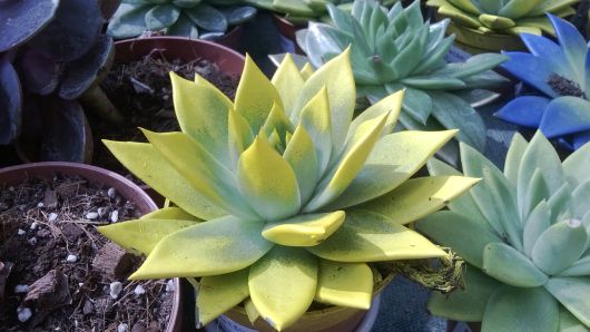 Foto Nokia Lumia 520