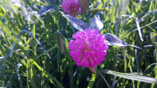 Foto Nokia Lumia 720