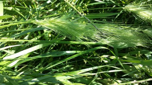 Foto Samsung Galaxy S4