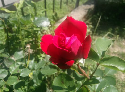 Foto con Oppo Find 5