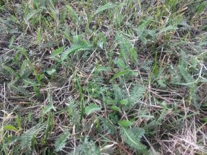 Foto Samsung galaxy Mega