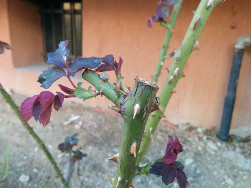 Nexus 5 Photo