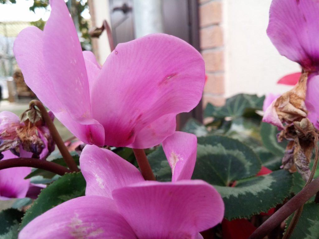 I Soggetti fermi si prestano molto bene ad essere fotografati, e non ci faranno impazzire a causa dell'autofocus lento.