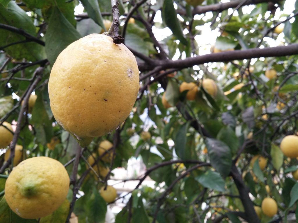 L'apertura F2.4 permette di scattare con un buon effetto sfuocato
