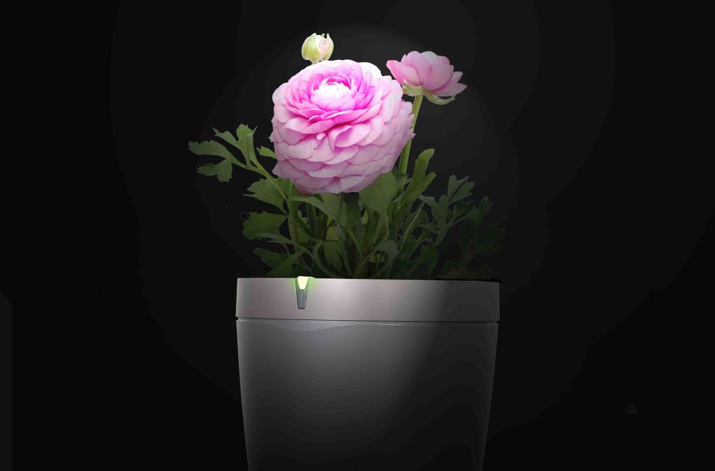 ParrotPOT_HD_pivoine