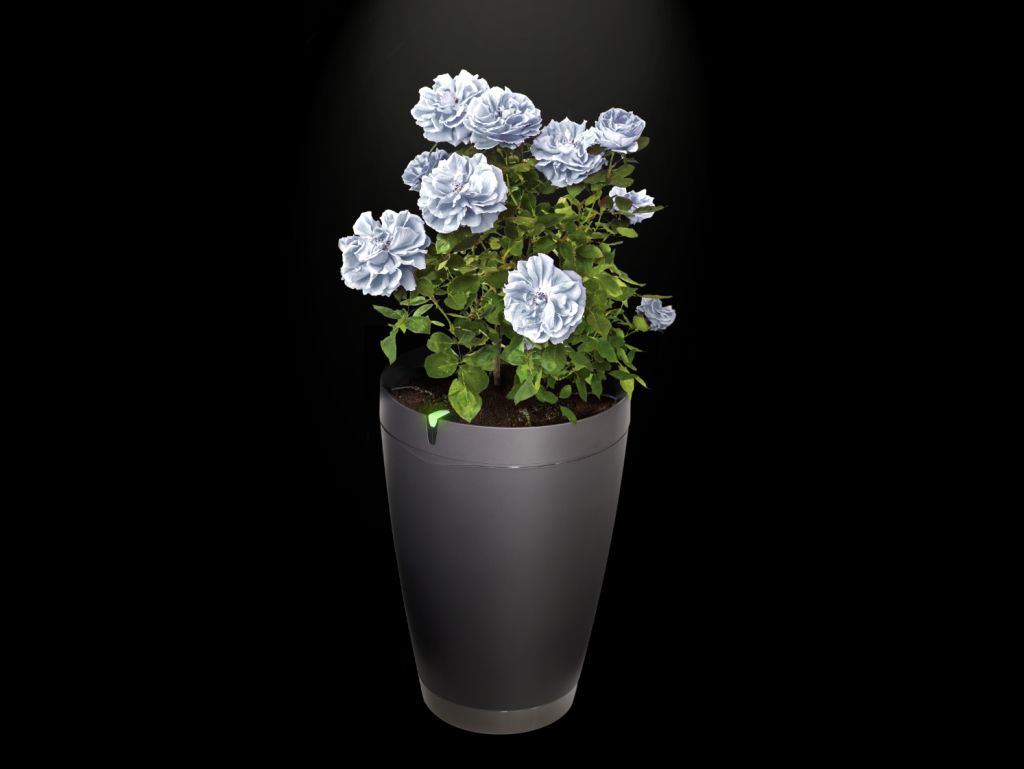 ParrotPOT_HD_rose