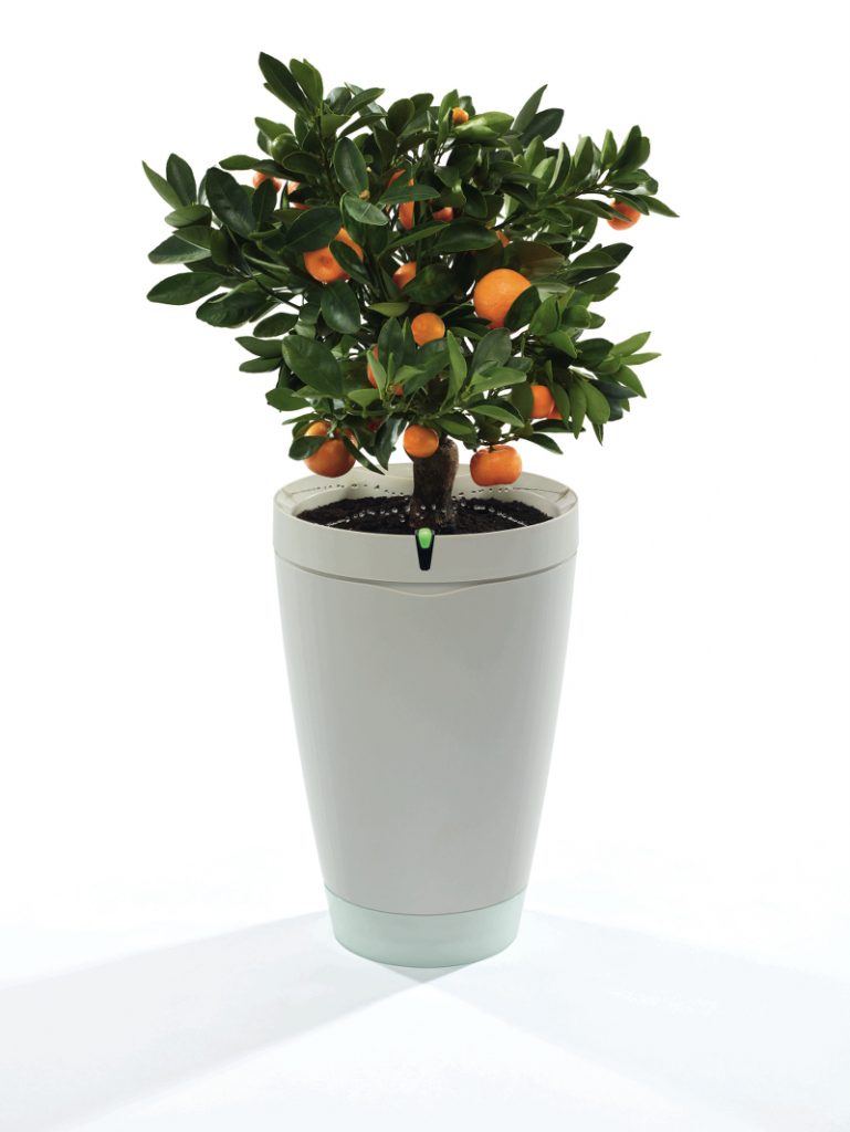 parrot-pot