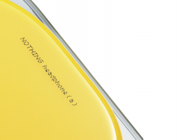 Nothing Headphone (a): lancio fissato al 5 marzo