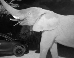 Videocamera Ring riprende elefante in Sudafrica