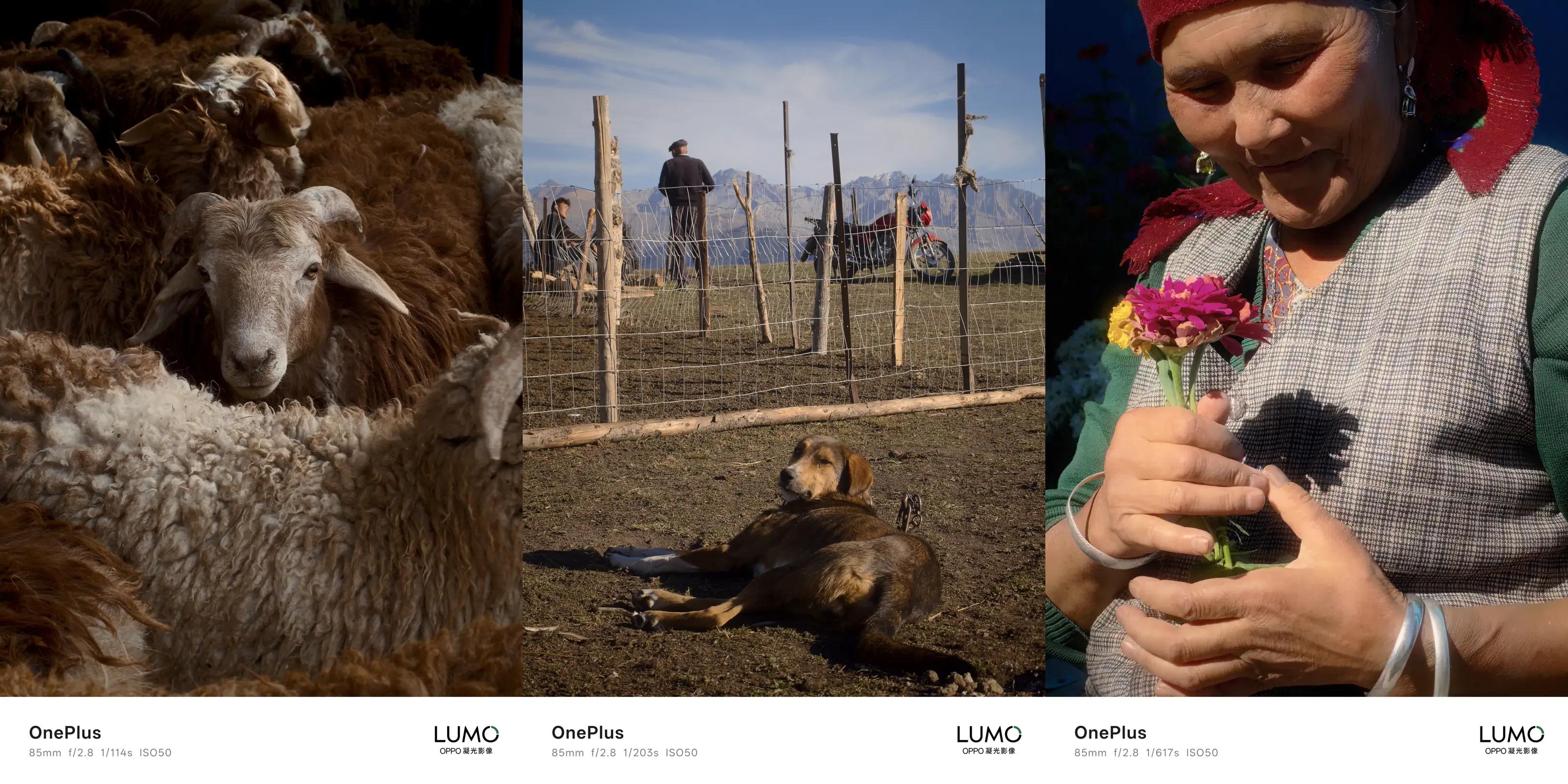 OnePlus 15: arrivano i primi sample fotografici con il nuovo sistema LUMO