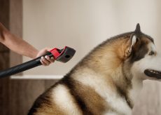 Dyson V16 Piston Animal debutta nella Giornata Mondiale degli Animali