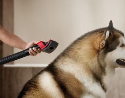 Dyson V16 Piston Animal debutta nella Giornata Mondiale degli Animali