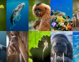 Google AI Perch 2.0: la nuova intelligenza artificiale che aiuta a proteggere le specie in pericolo